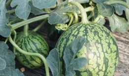 沈瓜怎么吃,解锁夏日清新美味