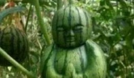 达不溜是真的香 吃瓜,吃瓜群众热议不断