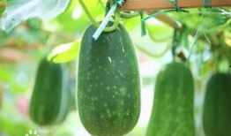 别吃太多瓜英文,Stay Away from Overindulging in the 'Gossip Melon': A Cautionary Tale