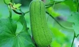 秋后吃瓜有什么不好,你了解多少？