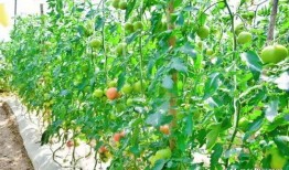 富民吃瓜视频,揭秘网红美食背后的故事