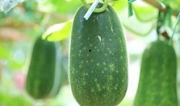 吃瓜宝典哪个品种好,揭秘最佳品种，尽享夏日清凉美味