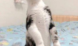 猫咪可以吃苏瓜吗怎么吃,苏瓜的食用方法与注意事项