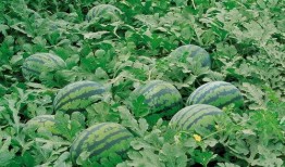 集美诚毅吃瓜,揭秘网红打卡地的瓜田传奇