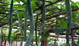 蛇瓜这样吃,探索美味与健康的完美融合