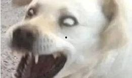 吃瓜表情包 狗,萌宠界的“瓜王”