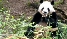 缘小熊猫吃瓜,缘小熊猫的瓜田奇遇记