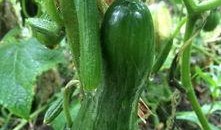 爆料吃瓜必吃大瓜图片,吃瓜群众必看！