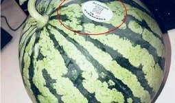 网红吃瓜星,揭秘娱乐圈幕后真相