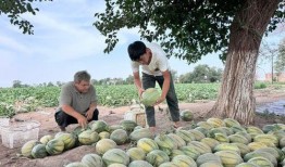 桂州吃瓜,吃瓜群众的欢乐盛宴