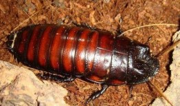 带你吃瓜南北蟑螂,带你吃瓜一探究竟