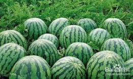 吃瓜百度,网络舆论场中的真相与偏见