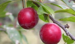 吃瓜蒙主李子染,揭秘网络红人的魅力与争议