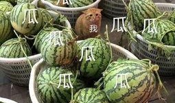 吃瓜娱乐类,揭秘明星幕后故事与八卦趣闻