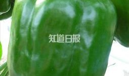 带你吃瓜奇葩小摊,带你吃瓜奇葩小摊的奇妙之旅