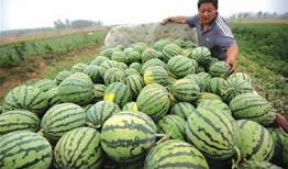 瓜农送好友吃瓜摔瓜,好友间友谊更显真挚