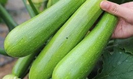 笋瓜99吃瓜地址,探索笋瓜99的神秘吃瓜之旅