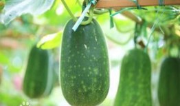 广州吃瓜私影,揭秘城市中的隐秘观影新潮流