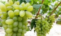 吃瓜群众葡萄,揭秘娱乐圈背后的秘密