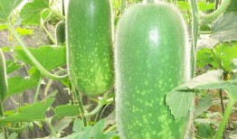 涩图社 吃瓜,揭秘网络社交圈的趣味与争议