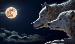 吃瓜狼大股,一场股市风云的传奇故事