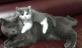 奶猫蓝猫吃瓜,奶猫与蓝猫的瓜界奇遇记