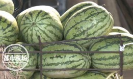 天密瓜怎么吃,解锁美味新体验