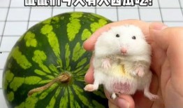 老鼠最新吃瓜,老鼠视角下的娱乐圈最新瓜料揭秘