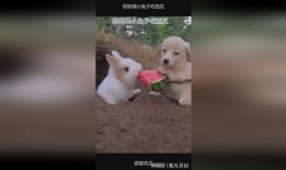 兔子吃梨瓜,一场甜蜜的邂逅