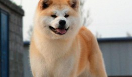 秋田微吃瓜,揭秘娱乐圈最新热点事件