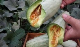 吃一斤瓜,品味生活——一斤瓜的甜蜜启示