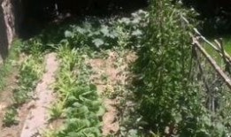 梦见菜园摘瓜吃,揭秘菜园摘瓜吃的神秘寓意