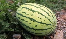 吃一斤瓜,品味生活——一斤瓜的甜蜜启示