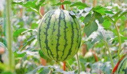 富民吃瓜视频,揭秘网红美食背后的故事