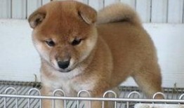 秋田微吃瓜,揭秘娱乐圈最新热点事件