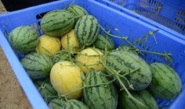 纸飞机吃瓜群,揭秘网络社交圈的趣味与智慧