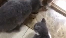 奶猫蓝猫吃瓜,奶猫与蓝猫的瓜界奇遇记