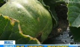 吃瓜可以变甜,揭秘瓜果甜蜜的秘密