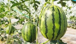 星见雅吃瓜,揭秘娱乐圈背后的那些事儿