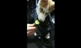 搜索狗吃瓜视频,揭秘网络热门视频背后的故事