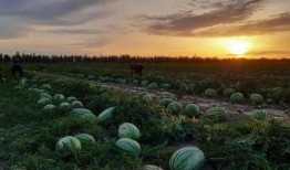 庙尔沟吃瓜,吃瓜群众的欢乐时光