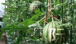 雨宫吃瓜,揭秘娱乐圈背后的秘密与八卦