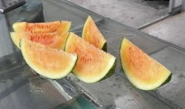 芒允村吃瓜,瓜田里的欢乐时光