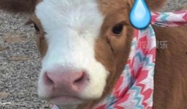 娱乐吃瓜酱熊,揭秘娱乐圈那些不为人知的幕后故事