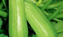 润百颜吃瓜,揭秘网红食品背后的真相