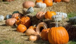 吃瓜的南笙,吃瓜群众的美食探索之旅