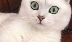 小姐姐熬夜吃瓜,小姐姐揭秘娱乐圈幕后真相