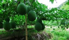 吃吊瓜搞笑用词,笑料横生的美食奇遇记