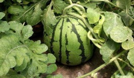 西瓜农吃瓜,西瓜农的甜蜜收获与美味分享