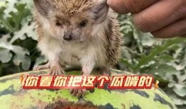 沙漠吃瓜刺猬,吃瓜刺猬的奇幻之旅